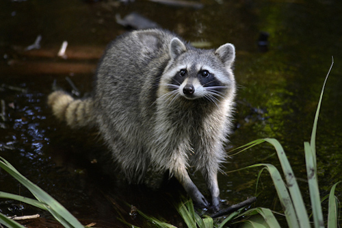 Raccoon Outside On Grass