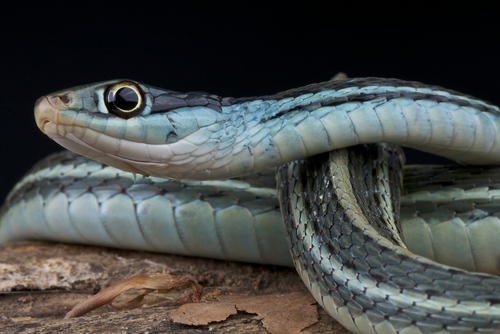 Ribbon Snake Thamnophis Sauritus Coiled Up On Leaves