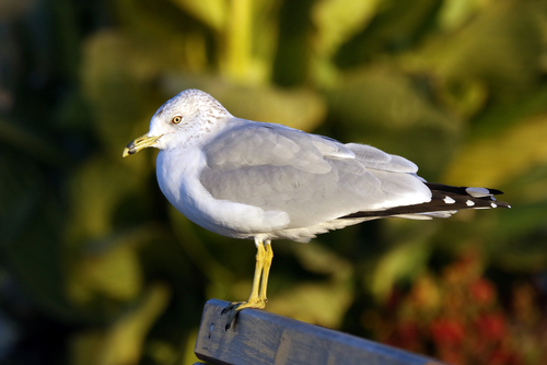 Ring Billed Gull