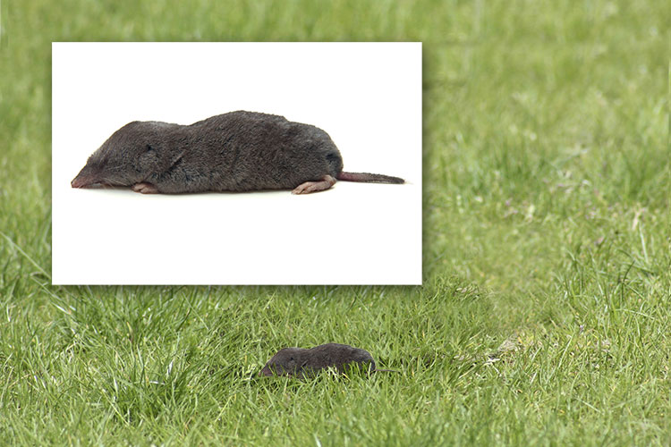 Shrew In Lawn