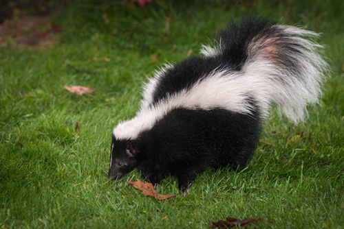 Striped Skunk Mephitis Mephitis Sniffs In Grass