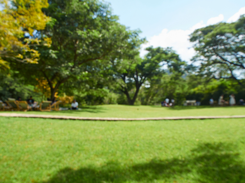 Backyard With Grass