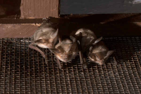 Bat