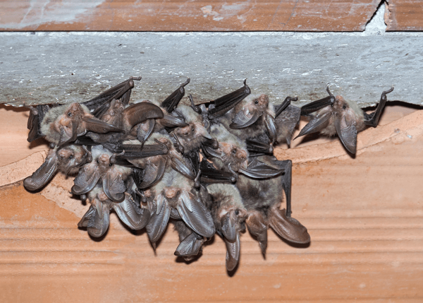 Bats