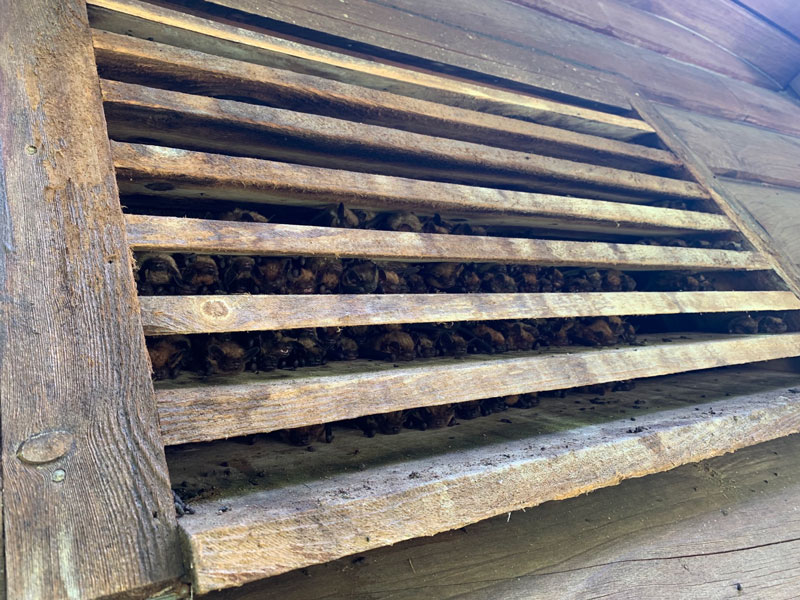 Bats In Gable Vent Web