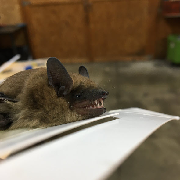 Bats In The Attic