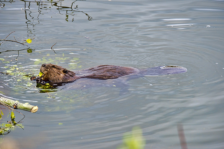 Beaver Swiiming In Lake Amongst Tree Brush