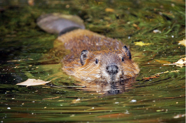 Beaver1
