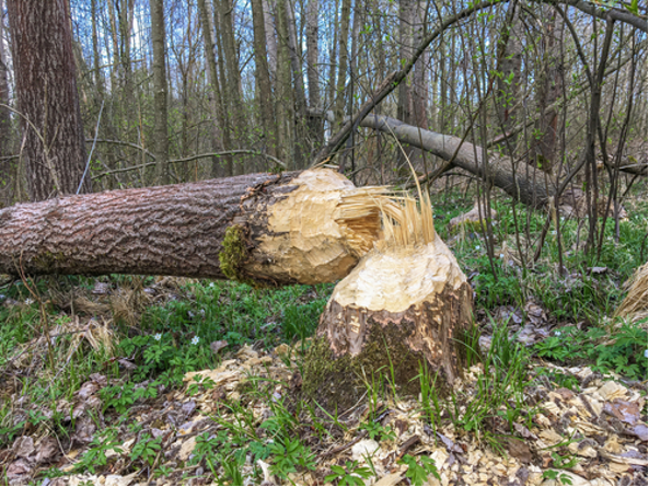 Beaver3