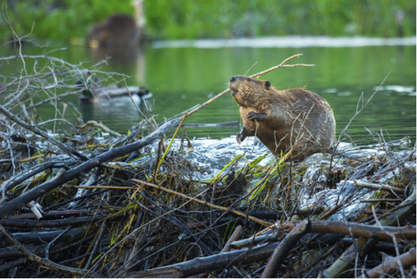 Beaver4