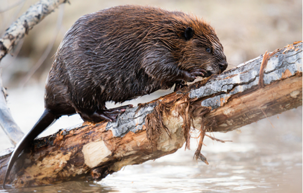 Beaver5