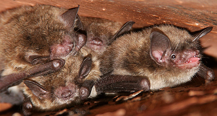 Brown Bat Family Nestled In Rafter