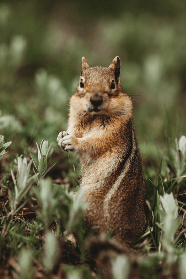 Chimpunk Eating Nut