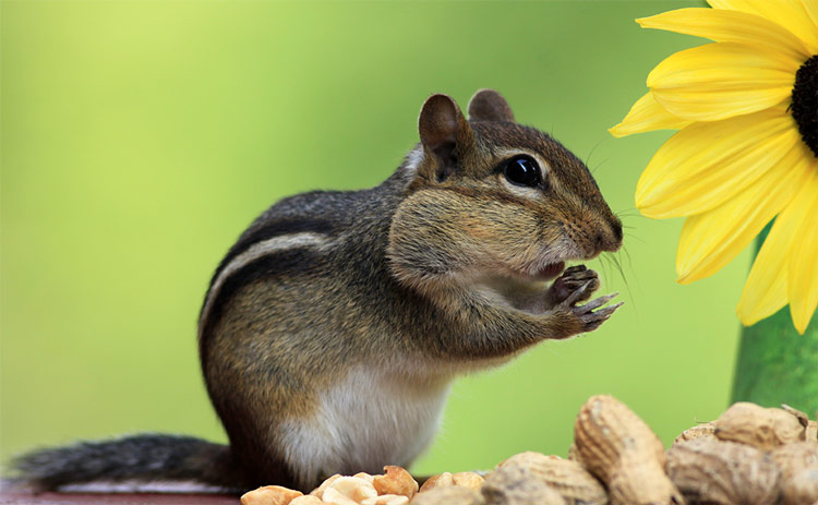 Chipmunk Eating Peanut Shells In Garden