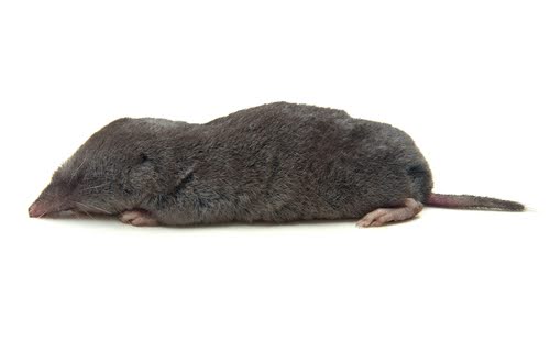 Close Up Of Shrew