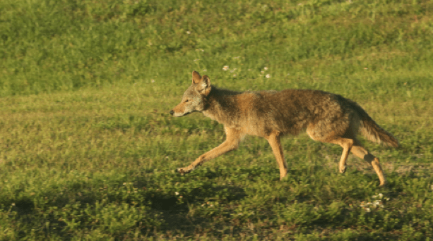 Coyote In The Wild