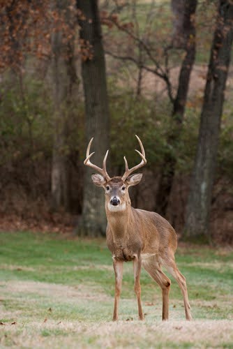 Deer In Field