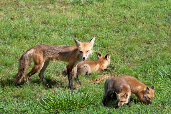 Female Fox With Pups
