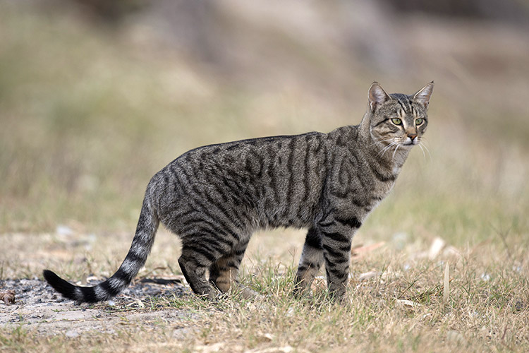 Feral Cat Hunting In Backyard