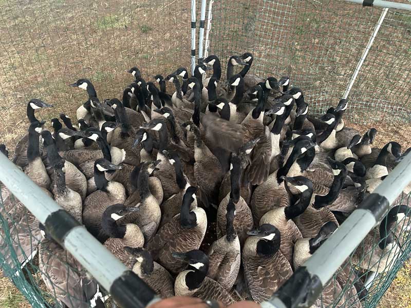 Geese Humane Round Up