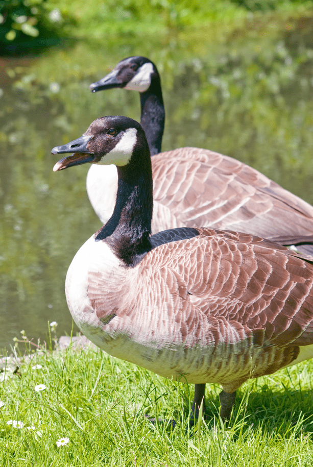 Geese In Grass