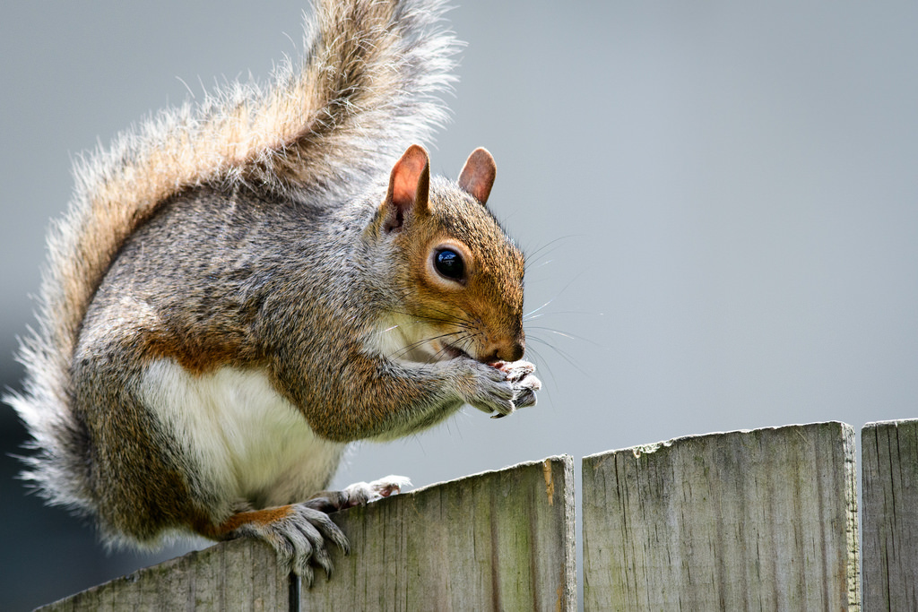 Gray Squirrel