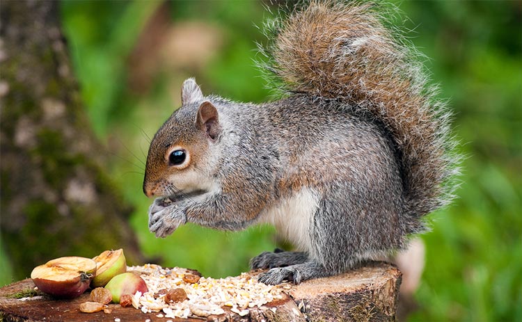 https://varmentguard.com/uploads/content/gray-squirrel-eating-apple-on-trunk.jpg?r=jnUiWLs3LEw=