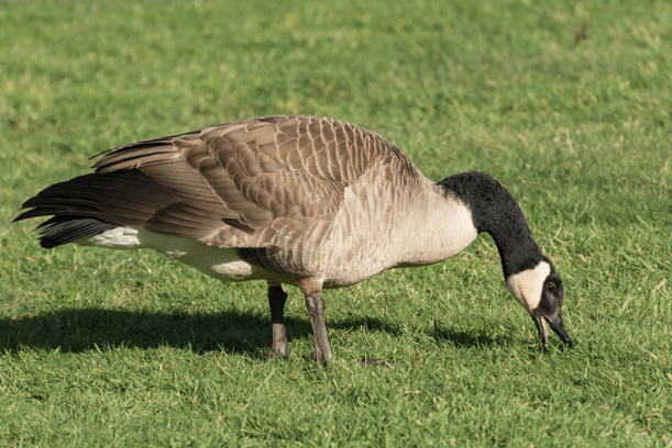 Grazing Goose