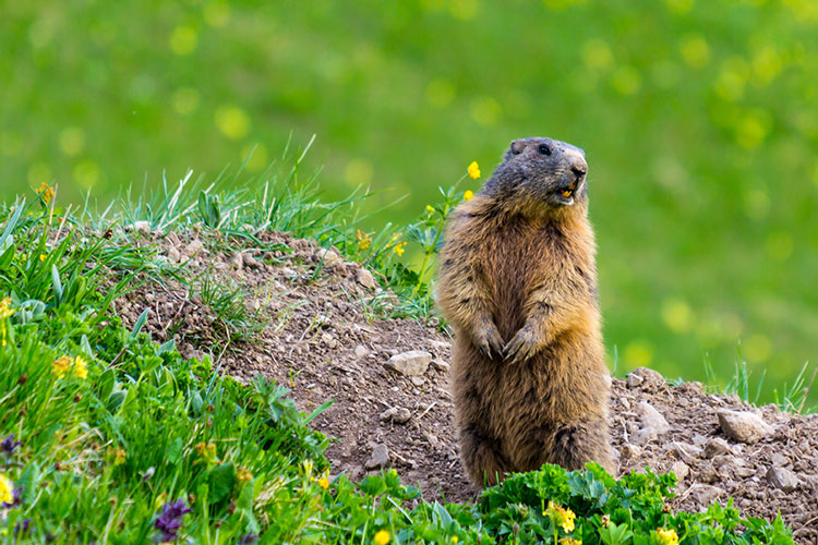 Groudhog Standing In Lawn By Hole