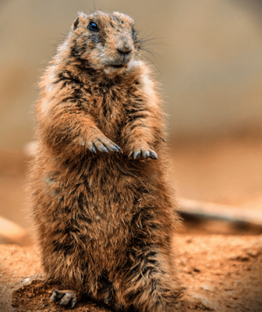 Groundhog In Dirt