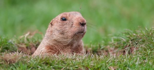 Groundhog Trapping Removal 600x274