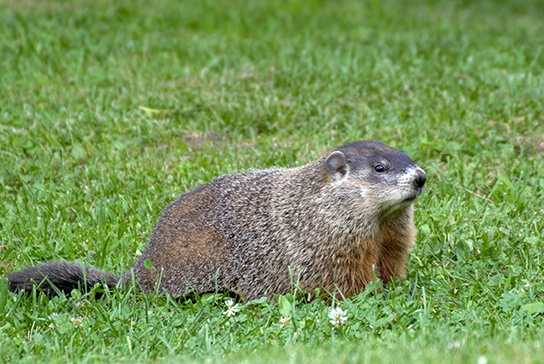Groundhog Woodchick Hunting In Green Grass
