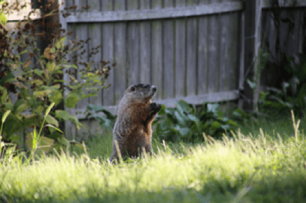 Groundhog