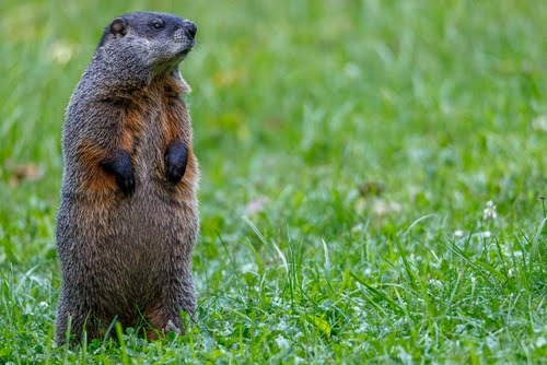 Groundhogs
