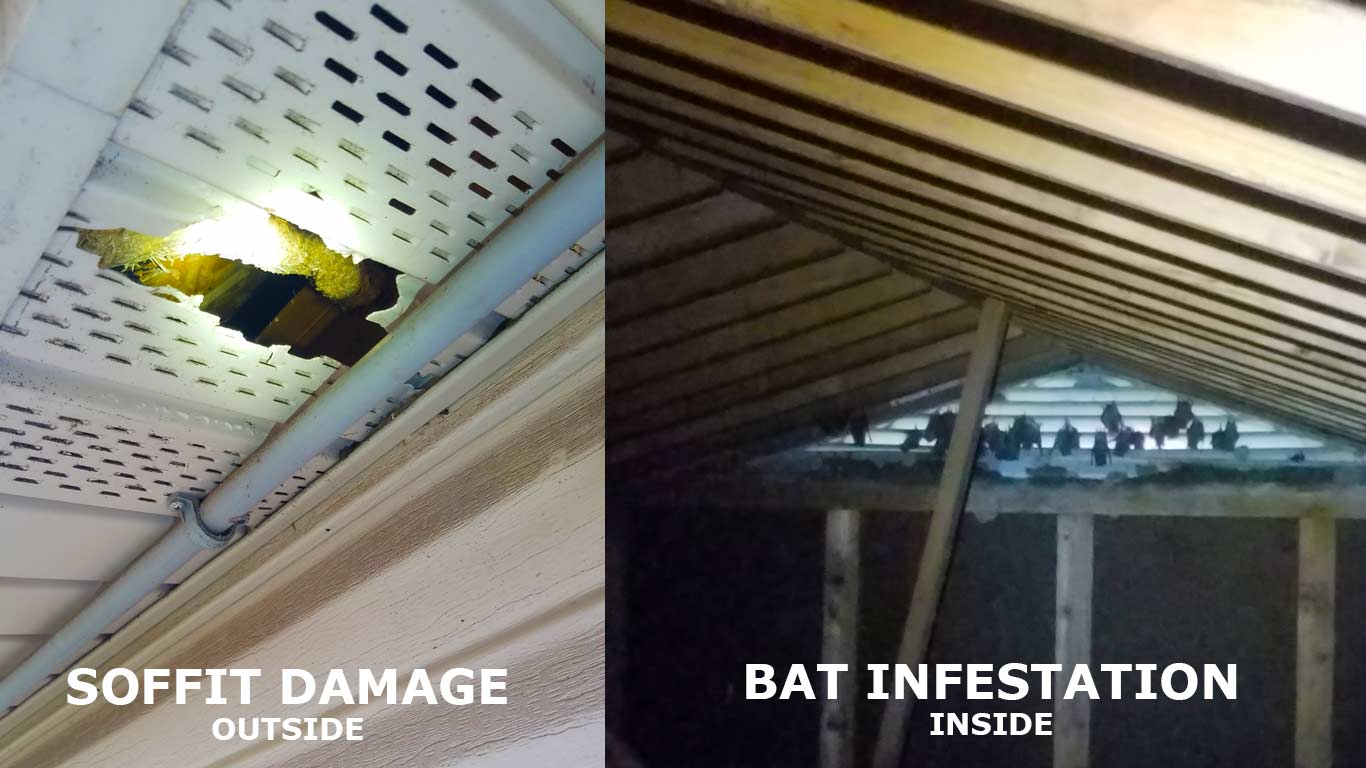 Bat Identification Wildlife Services Oh Mn Varment Guard Bat Identification Wildlife Services