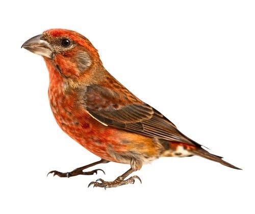 Housefinch