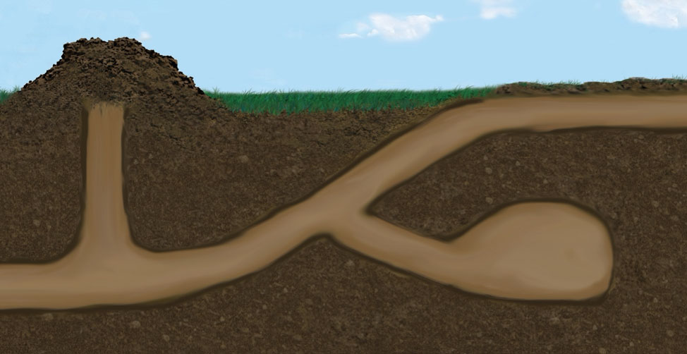 Illistration Of Underground Mole Habitat