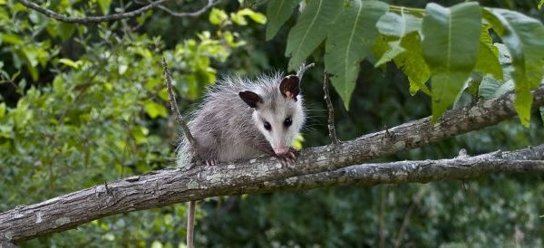 Juvenile Opossum Sitting On Tree Branch