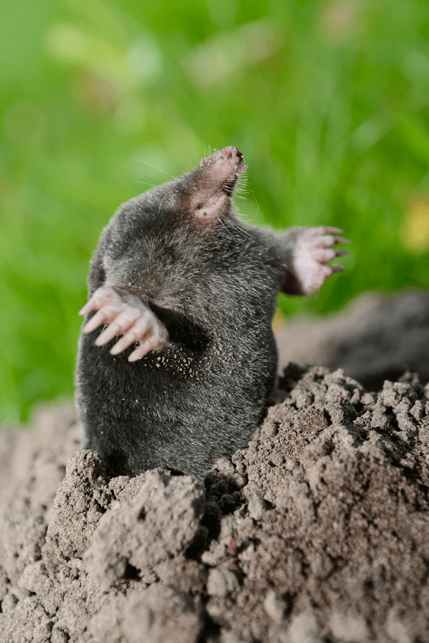 Mole Coming Out Of Molehill