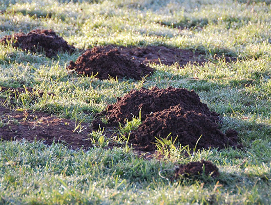 Mole Created Dirt Piles In Yard