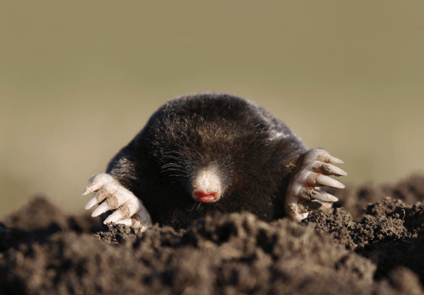 Mole In Dirt