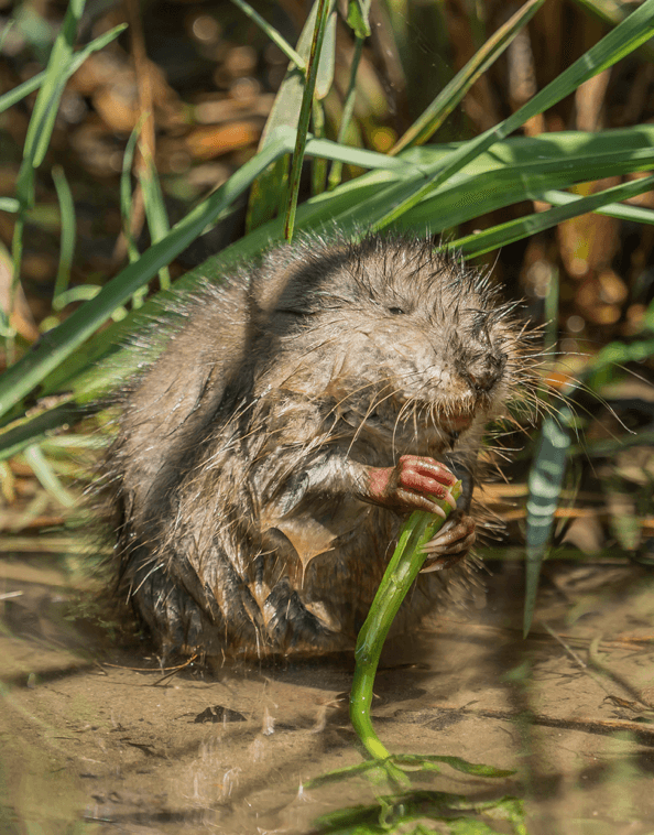 Muskrat Eating Leaf