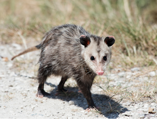 Opossum1