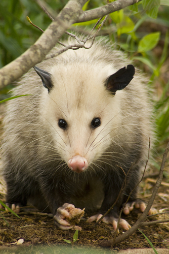 Opossum2