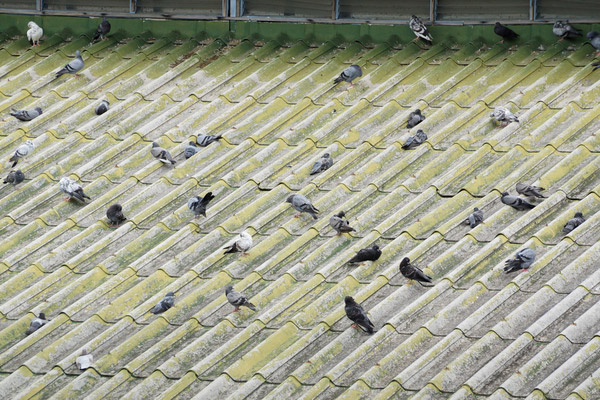 Pigeon Birds On Business Rooftop