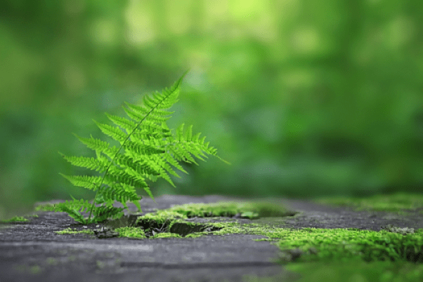 Plants Grass
