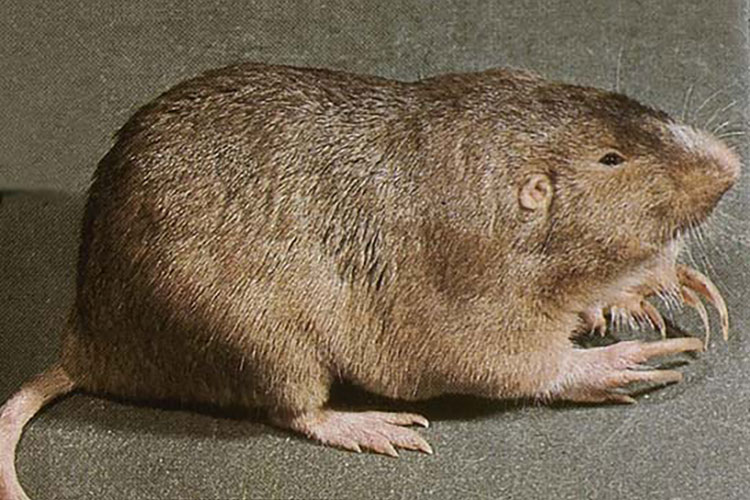 Pocket Gopher Closeup Geomys Bursarius