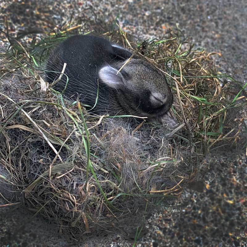 Rabbit In Nest