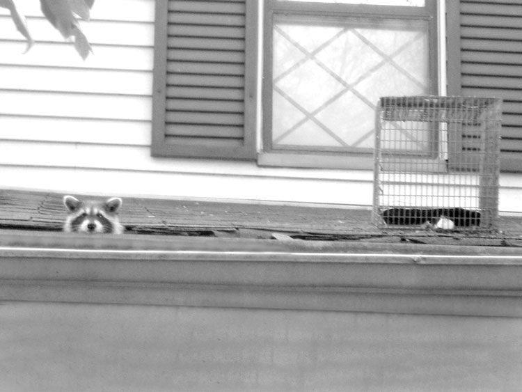 Raccon Peeking Head Out Of Hole On Roof