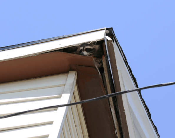 Raccoon Damage Attic